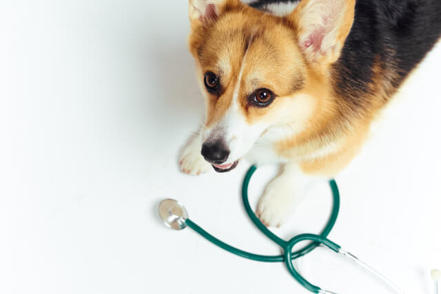 犬のフィラリア予防薬人気ランキングと売れ筋商品紹介