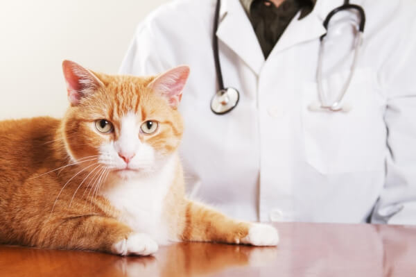 【猫用】フィラリア予防薬おすすめ人気ランキング6選！売れ筋の薬をご紹介！
