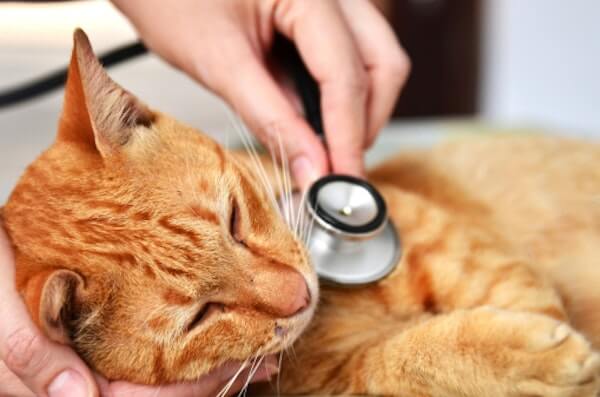 猫のフィラリア症の感染原因は蚊 – 感染しやすい飼育環境