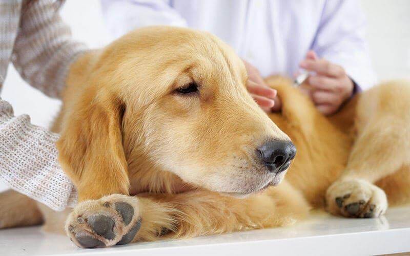 犬のフィラリア症の原因 – 感染源は蚊