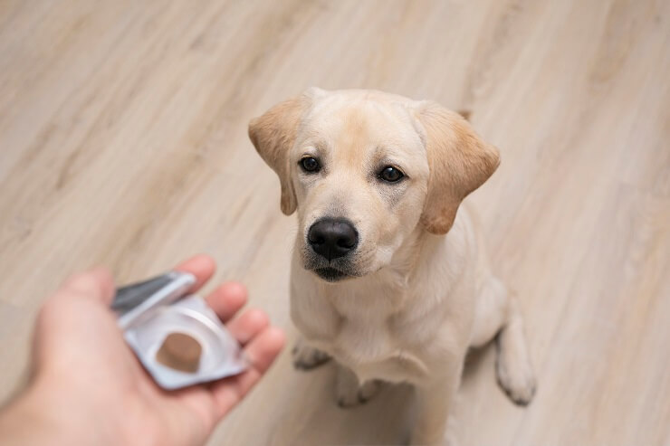 犬のフィラリア予防法 – 開始年齢や予防時期をご紹介