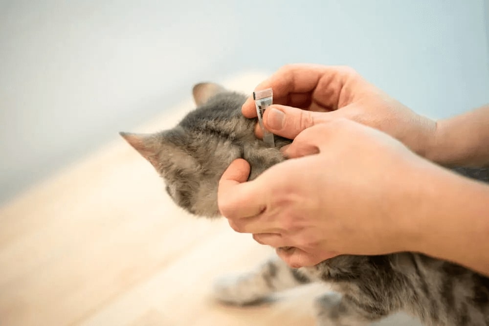 猫のフィラリア予防薬あげ忘れ – 検査は必要？リスクと対処法を紹介