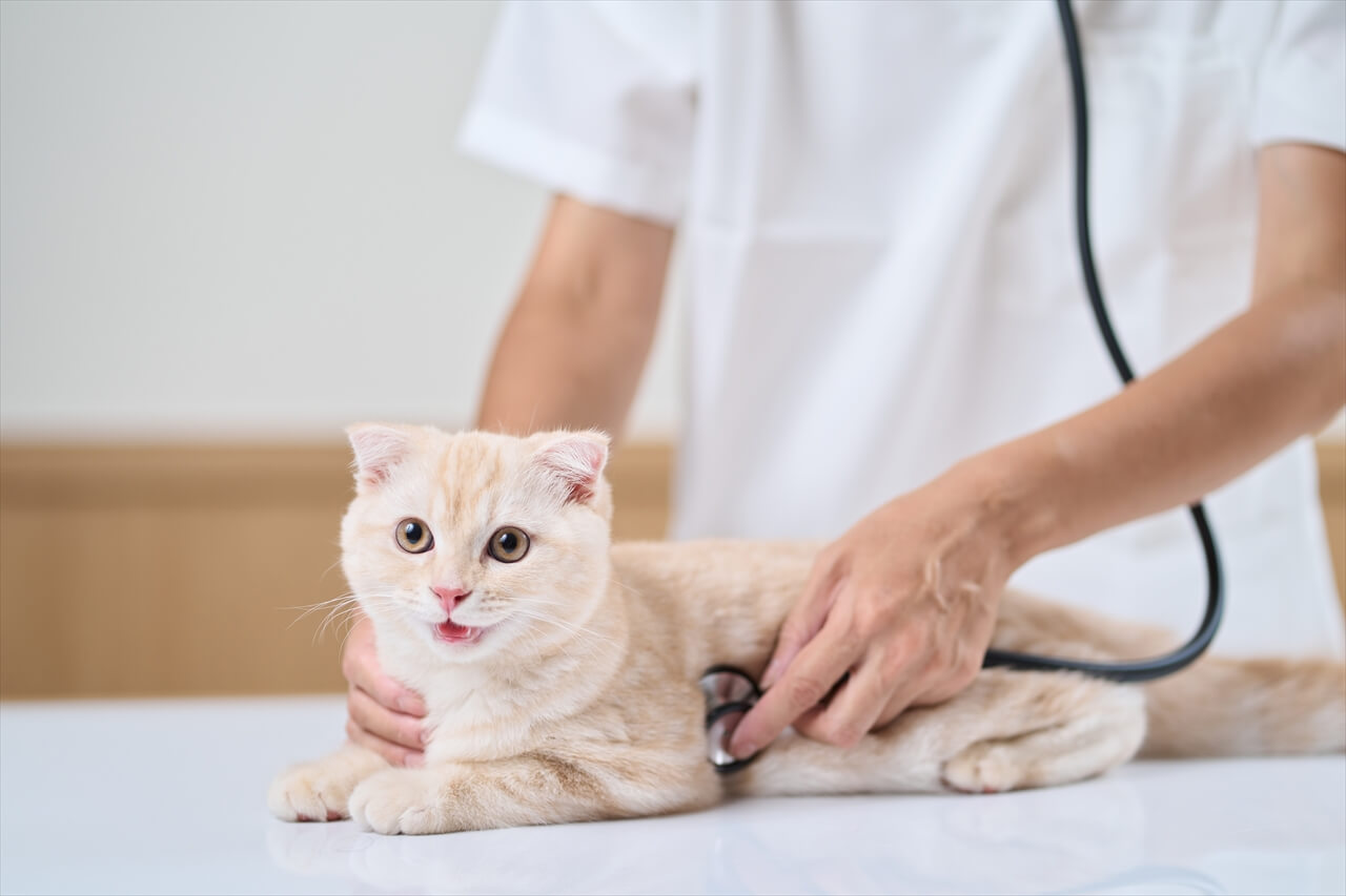 猫のフィラリア検査 – 予防を始める前に必ず検査が必要