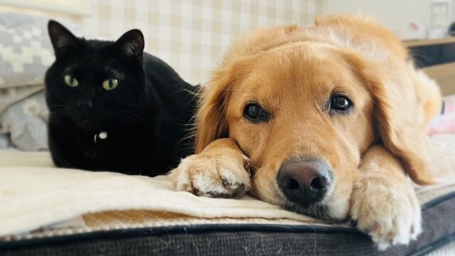 犬と猫のフィラリア感染率 – ペットを守る最適な予防方法とは