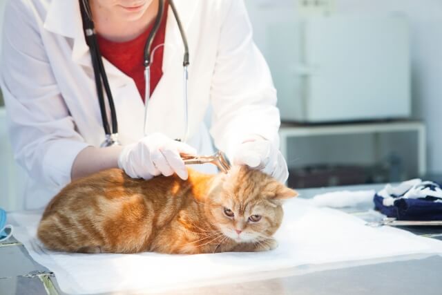 猫のフィラリア症の治療法と感染の疑いがある場合の対応策について