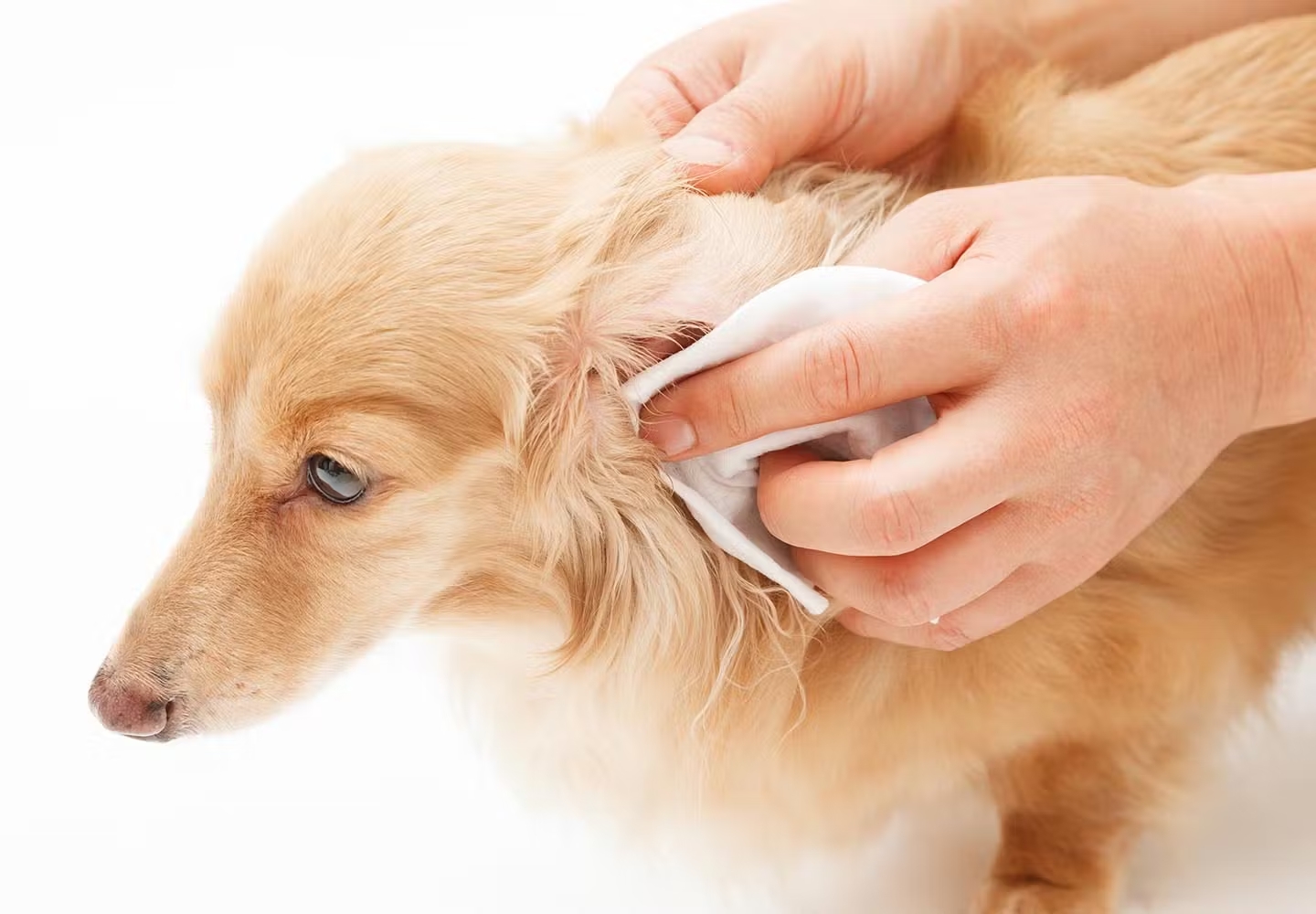 犬の耳ダニ治療薬ネクスガードスペクトラ – ミミヒゼンダニ駆除薬