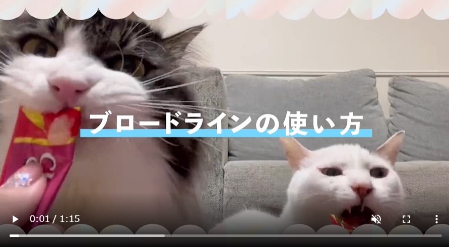 コレクション ブロード ライン 猫 シャンプー